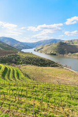 Douro wine valley - obrazy, fototapety, plakaty