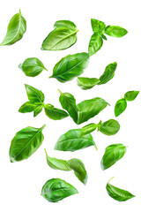 Falling basil, isolated on white background, clipping path, full depth of field - obrazy, fototapety, plakaty