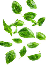 Falling basil, isolated on white background, clipping path, full depth of field - obrazy, fototapety, plakaty