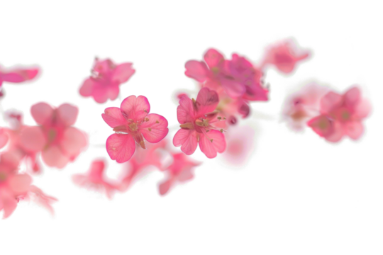 Blurry Pink Flowers on Transparent Background