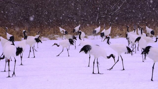 冬の北海道タンチョウたちの叫びⅡ