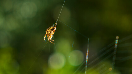 Spinne im Spinnennetz