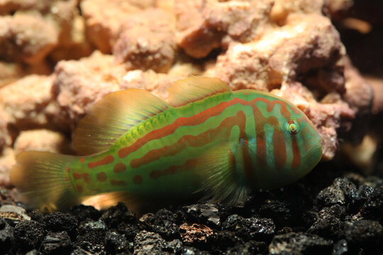 Broad barred goby or Green clown goby (Gobiodon histrio) from the Philippines	
