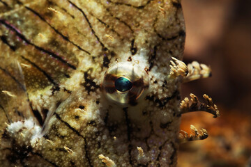 Prickly leatherjack or Tassled Filefish (Chaetodermis pencilligerus) fish eye close up