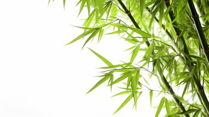 A Bamboo on a white background