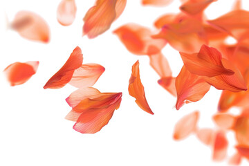 Blurry Petals Fluttering on Transparent