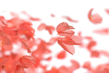 Blurry Petals in Flight Against Transparency