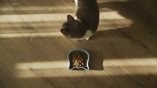 Mealtime for the Hungry Cat