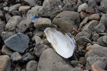 Photo sur Plexiglas Atlantic Ocean Road Shell of the sea mussel on the beach, Iceland
