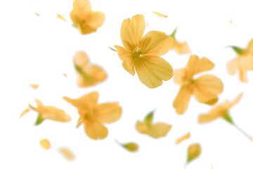 Fototapeta na wymiar Flying Blurry Yellow Petals