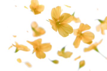 Flying Blurry Yellow Petals