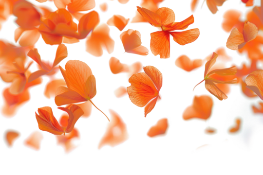 Blurry Flying Flowers on Transparent