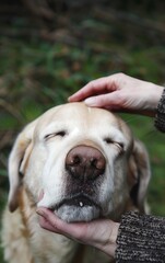 photo of an old golden retriever dog's head being gently petted in the style of his owner, his eyes closed in contentment