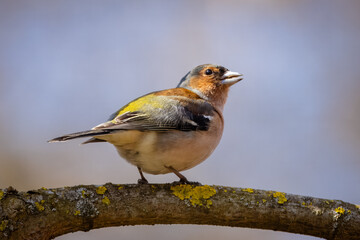 A male common chaffinch (Fringilla coelebs) sits on the thick branch and sings its spring song toward the camera lens on a spring sunny day. Close-up portrait of male chaffinch with blue background.
