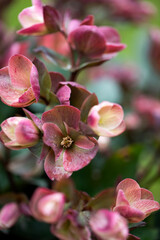 Helleborus, r&oacute;żowy ciemiernik	