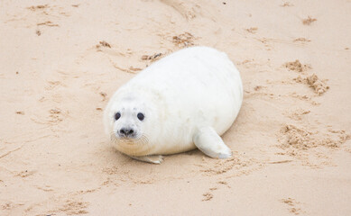 White grey seal pup alone on the beach Horsey Gap, Norfolk, UK