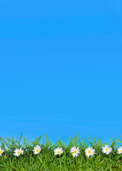 flower, grass and sky background - 767086442