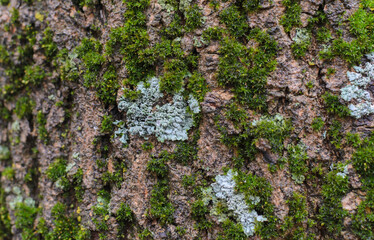 blue and green moss on the tree trunk
