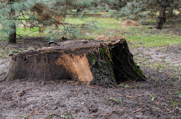 a large stump covered with moss in the park