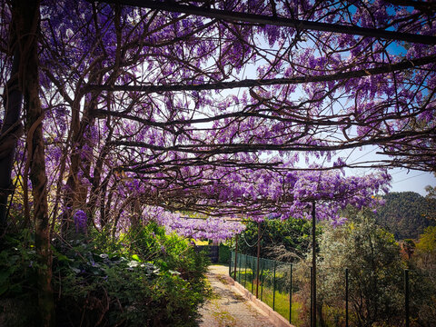An alley lined with blooming wisteria on a warm sunny spring day.