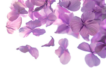 Blurry Flying Petals on Clear Background