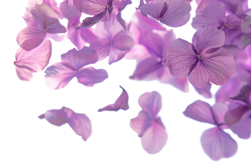 Blurry Flying Petals on Clear Background
