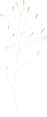 Delicate pastel dried flowers [vector].