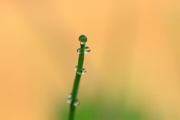 a droplet on the grass in the morning dew