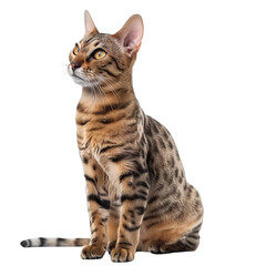 Ashera cat, on a transparent background