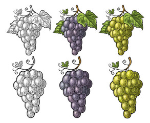 Bunch of grapes with berry and leaves. Vintage engraving vector