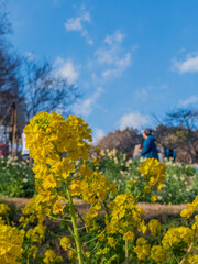 青空と菜の花