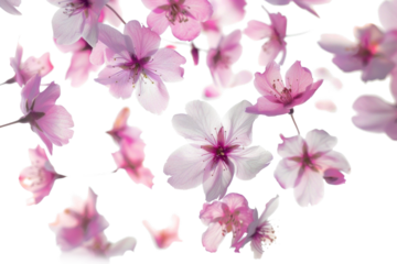 Blurry Cherry Blossoms in Flight