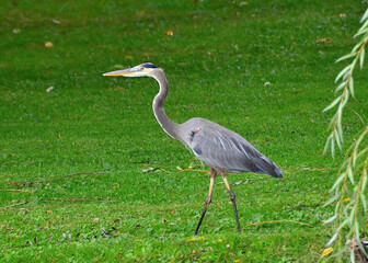 Great Blue Heron in Schedel Arboretum and Gardens, Elmore, OH, October