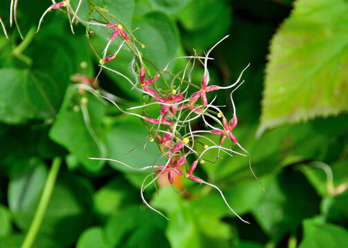 Epimedium (Flame Thrower) in Schedel Arboretum and Gardens, Elmore, OH, October