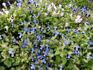 It was as if the entire world paused to admire the splendor of the flower fields.