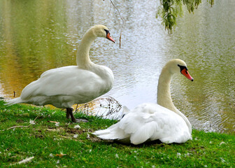 Swans in Schedel Arboretum and Gardens, Elmore, OH, October