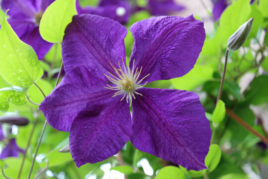 Purple Clematis With Green Leaves In The garden