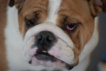 Cani, mostra, dogs, exhibition,