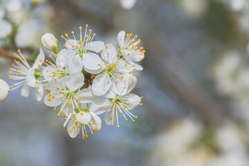 Flowering branch of cherry on a blurred background. Selective focus.