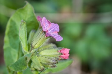Close up of a purple flower (Pulmonaria obscura) with green leaves in the background.