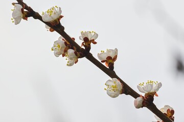 Apricot blossom in spring, white flowers on a branch