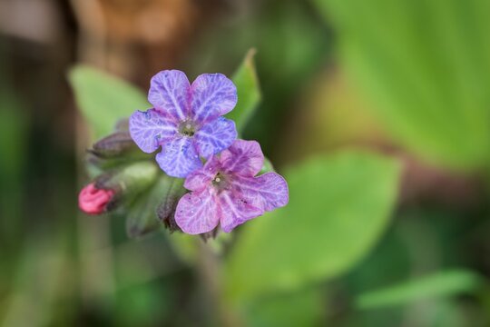 Close up of a purple flower (Pulmonaria obscura) with green leaves in the background.