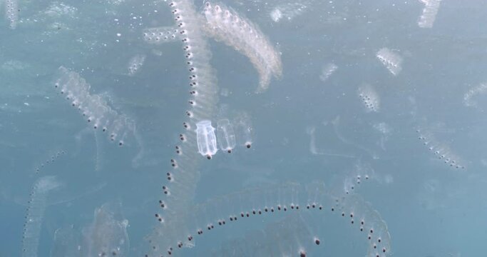 A large group of salps drifting in the blue, showcasing their collective movement in the ocean's vastness. Check my portfolio for similar footages.