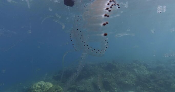 Close-up of a group of salps in the blue, highlighting their translucent beauty. Check my portfolio for similar footages..