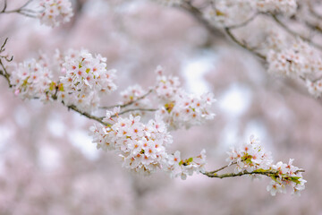 Selective focus branches of white pink Cherry blossoms full bloom on the trees, Beautiful Sakura flowers in spring, The flower of trees in Prunus subgenus Cerasus, Nature wallpaper, Floral background.