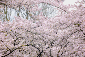 Selective focus branches of white pink Cherry blossoms full bloom on the trees, Beautiful Sakura flowers in spring, The flower of trees in Prunus subgenus Cerasus, Nature wallpaper, Floral background.