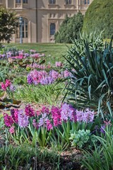 Colorful hyacinths blooming in the spring castle garden. Castle Lednice, Czech republic