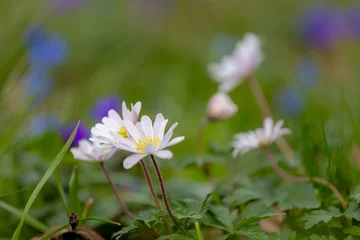 Foto op Plexiglas Selective focus of white pink and blue flowers Anemonoides blanda in the darden, Oosterse anemoon or Grecian windflower is a species of flowering plant in the family Ranunculaceae, Natural background. © Sarawut