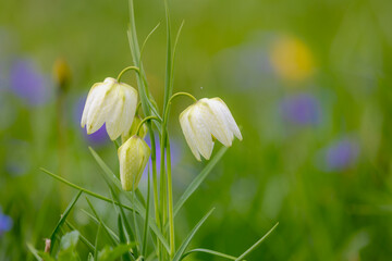 Soft and selective focus of blooming Snake's head fritillary in the green grass field with sunlight...