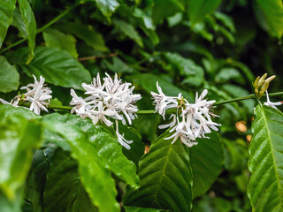 White coffee flowers blooming on coffee plants season and green coffee leaves. close-up